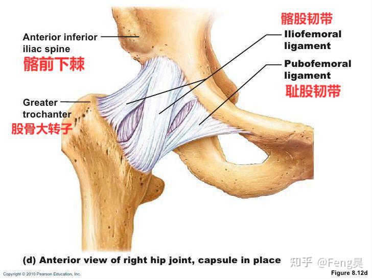 (1)髂股韧带:位于关节囊前部,长而坚韧,上方附于髂前下棘的下方,呈人