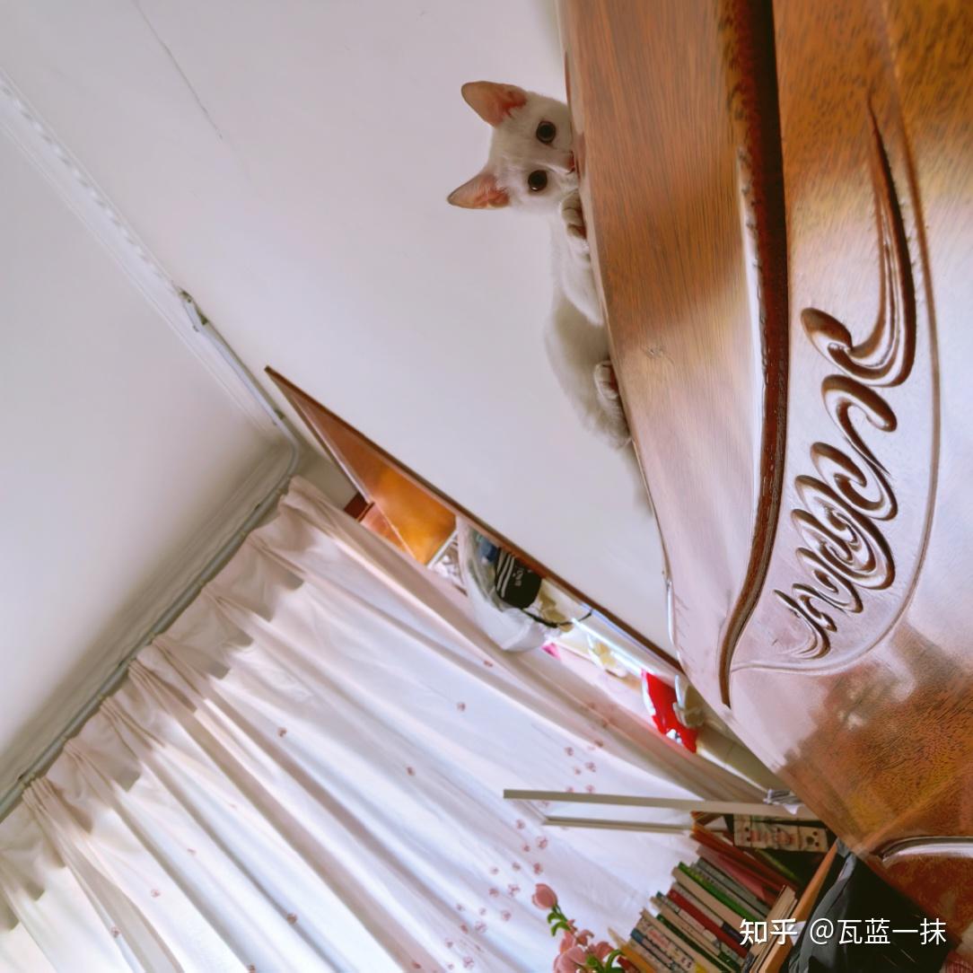 自我肯定日记144——靠近一只猫,需要的是时间 - 知乎