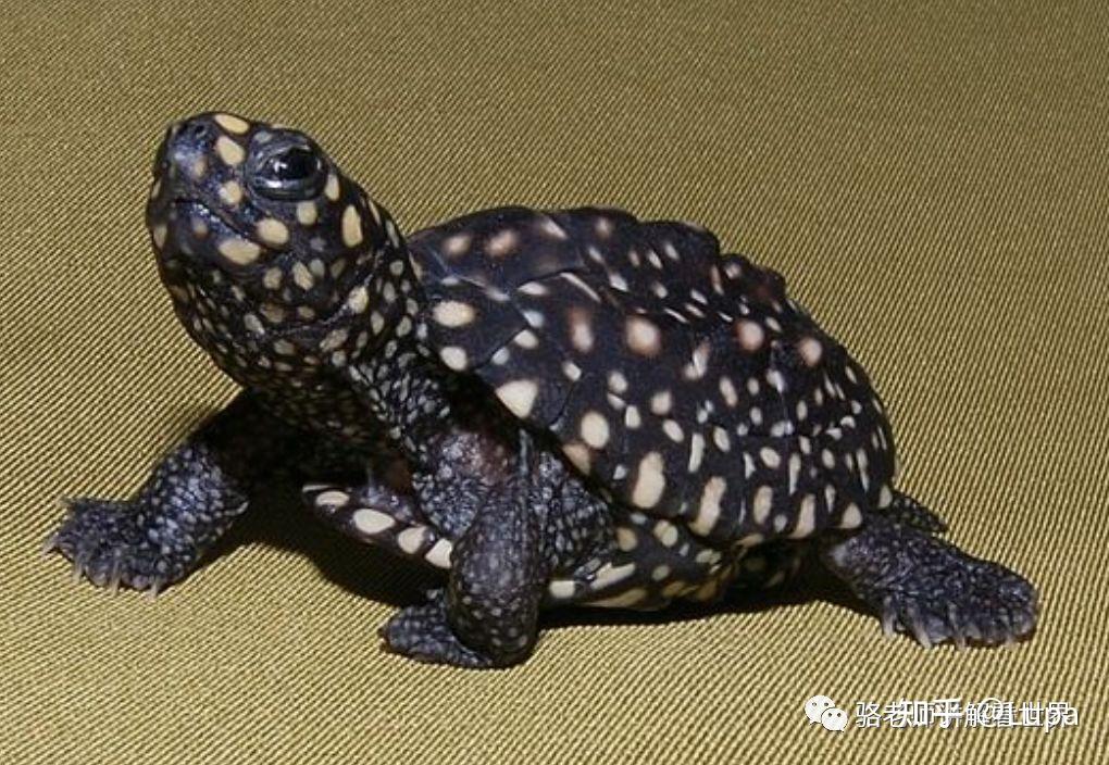 按价格排序常见观赏龟类推荐（水龟篇） - 知乎