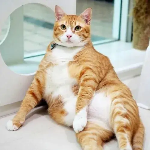 听说80的橘猫都是公猫?关于橘猫の几个小秘密 知乎