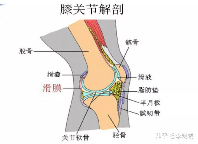 它的存在dui 膝关节至关重要:可以增加关节稳定,减少髌骨,髌韧带与