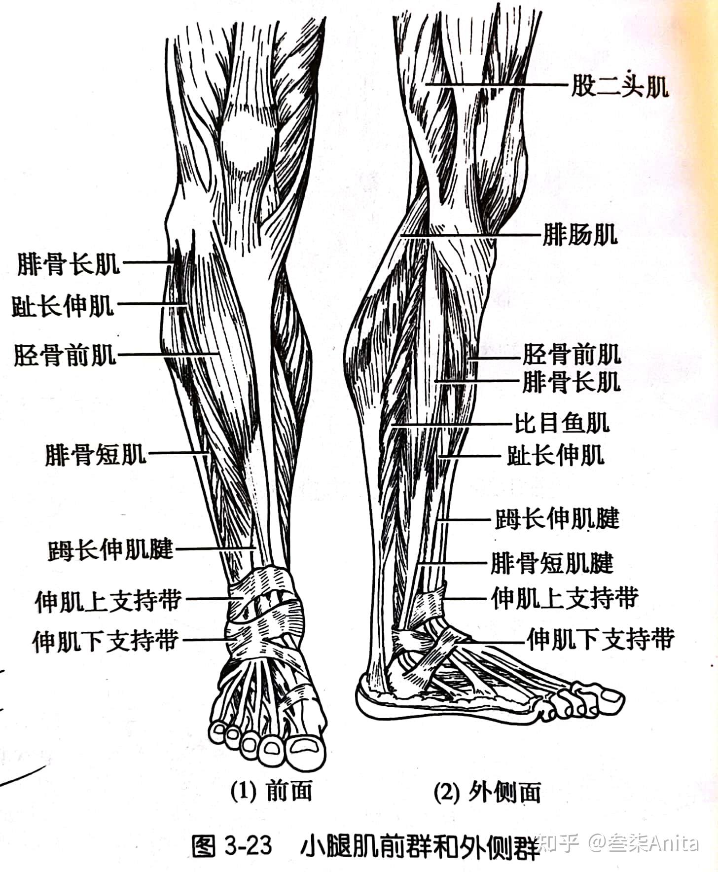 小腿肌肉投射到体表脚底的三个肌肉群女性骨盆底肌群