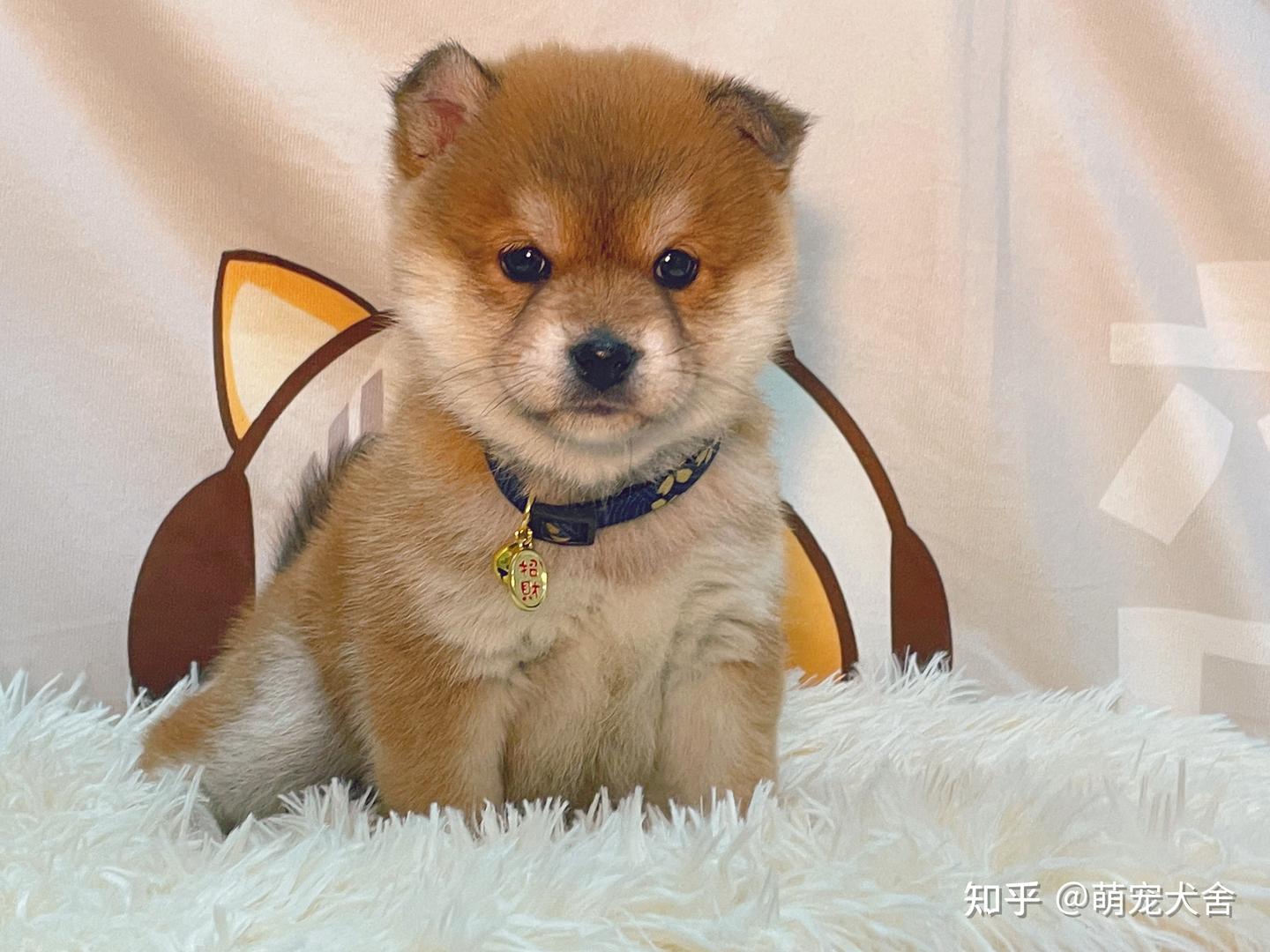 黑柴犬怎么挑选？黑柴的配色和胸花怎么看？ - 知乎