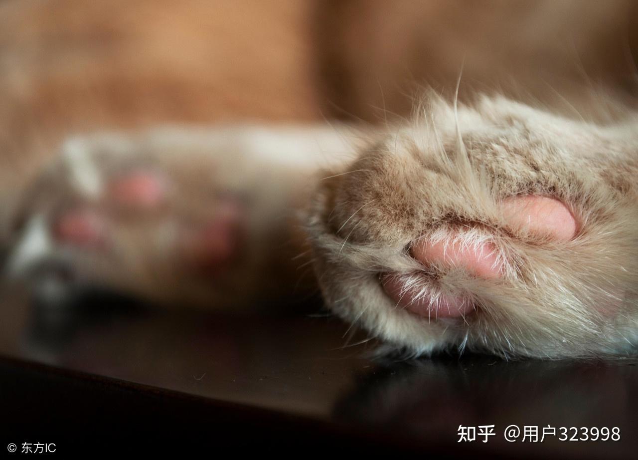 早熟猫猫 草莓牛奶巧克力肉垫嘤嘤怪_哔哩哔哩_bilibili