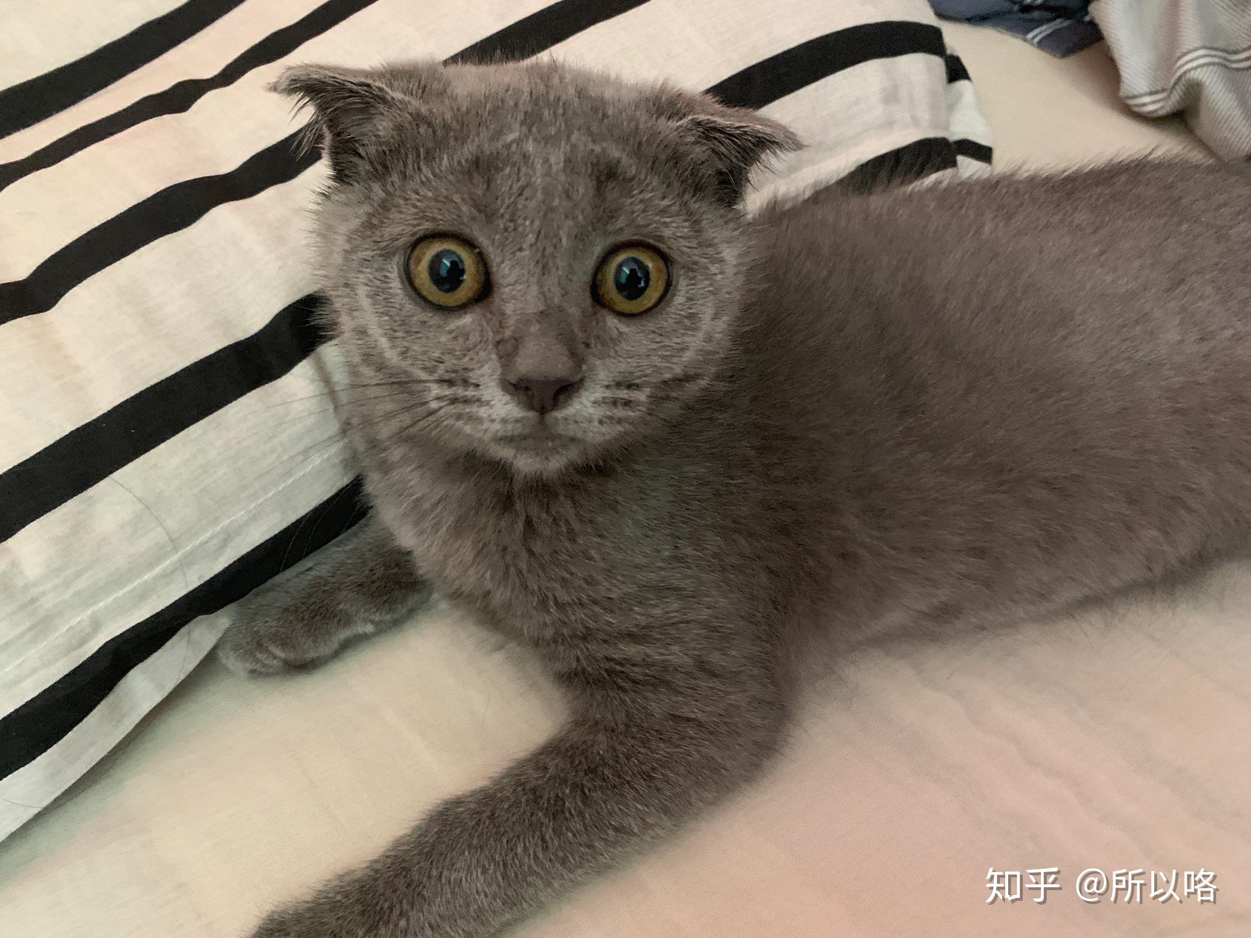 3个月蓝猫毛色偏白