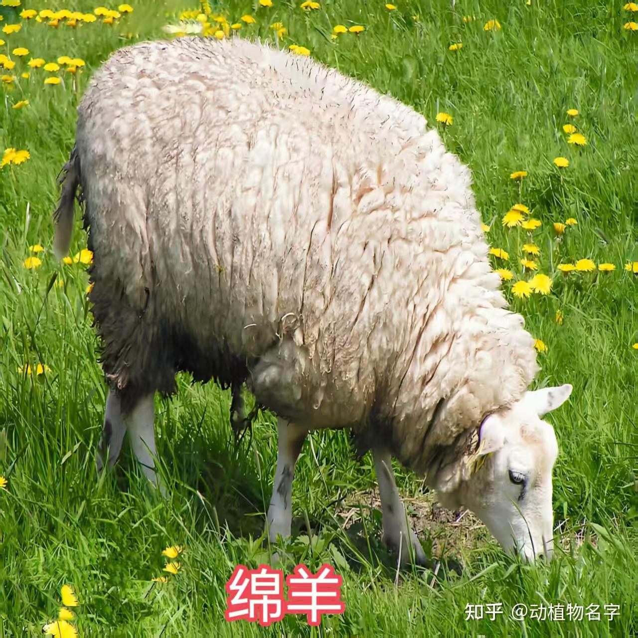 我国明确的33类禽畜是哪些,99图带你了解它们 - 知乎