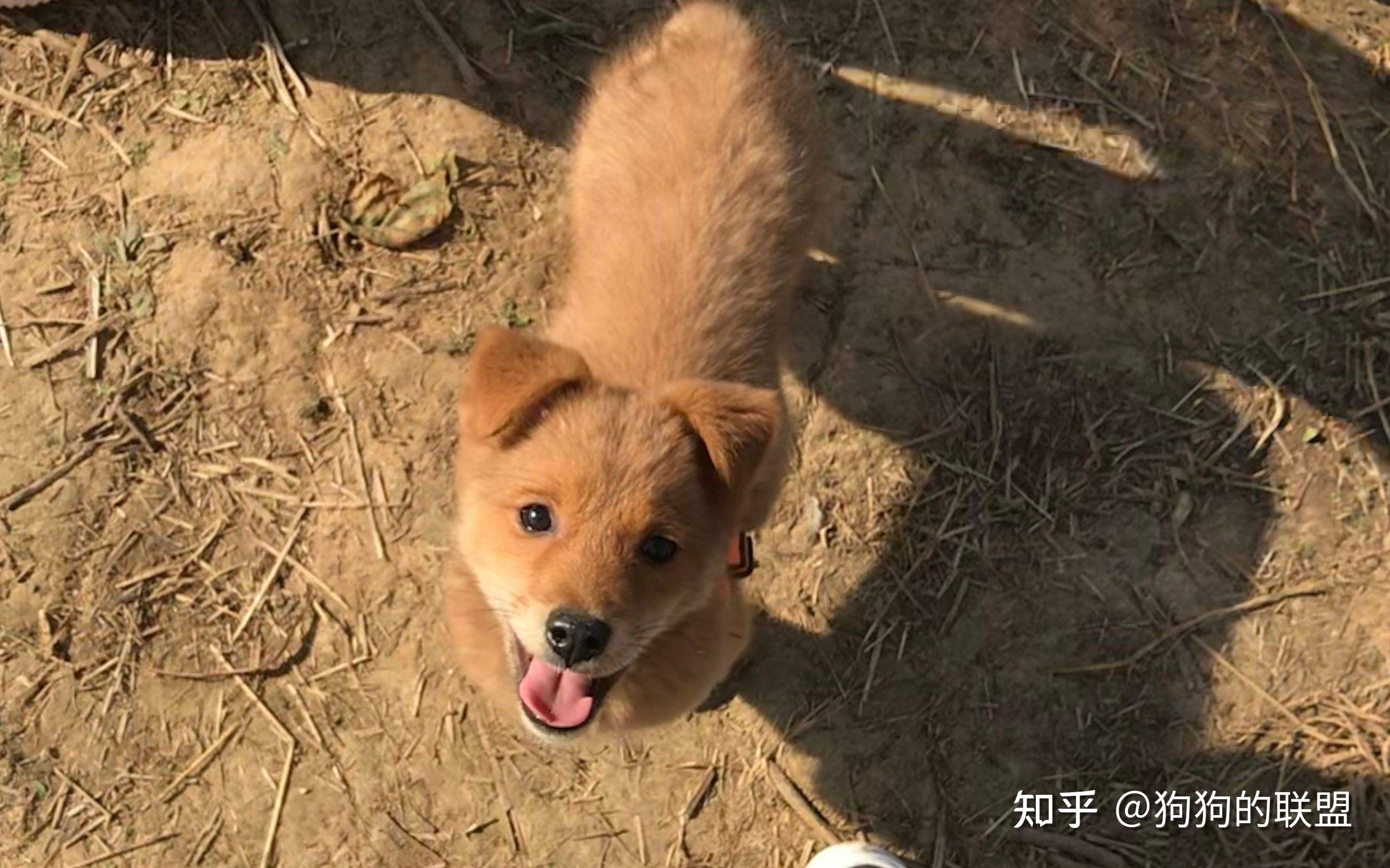 本土名犬——“中华田园犬”，它的优点，众人点赞 - 知乎