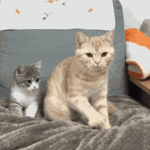 没想到"不会踩奶"的猫咪,竟有这些原因!