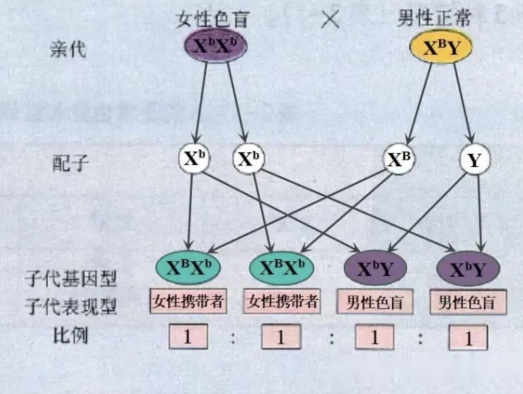 男性色弱遗传规律图图片