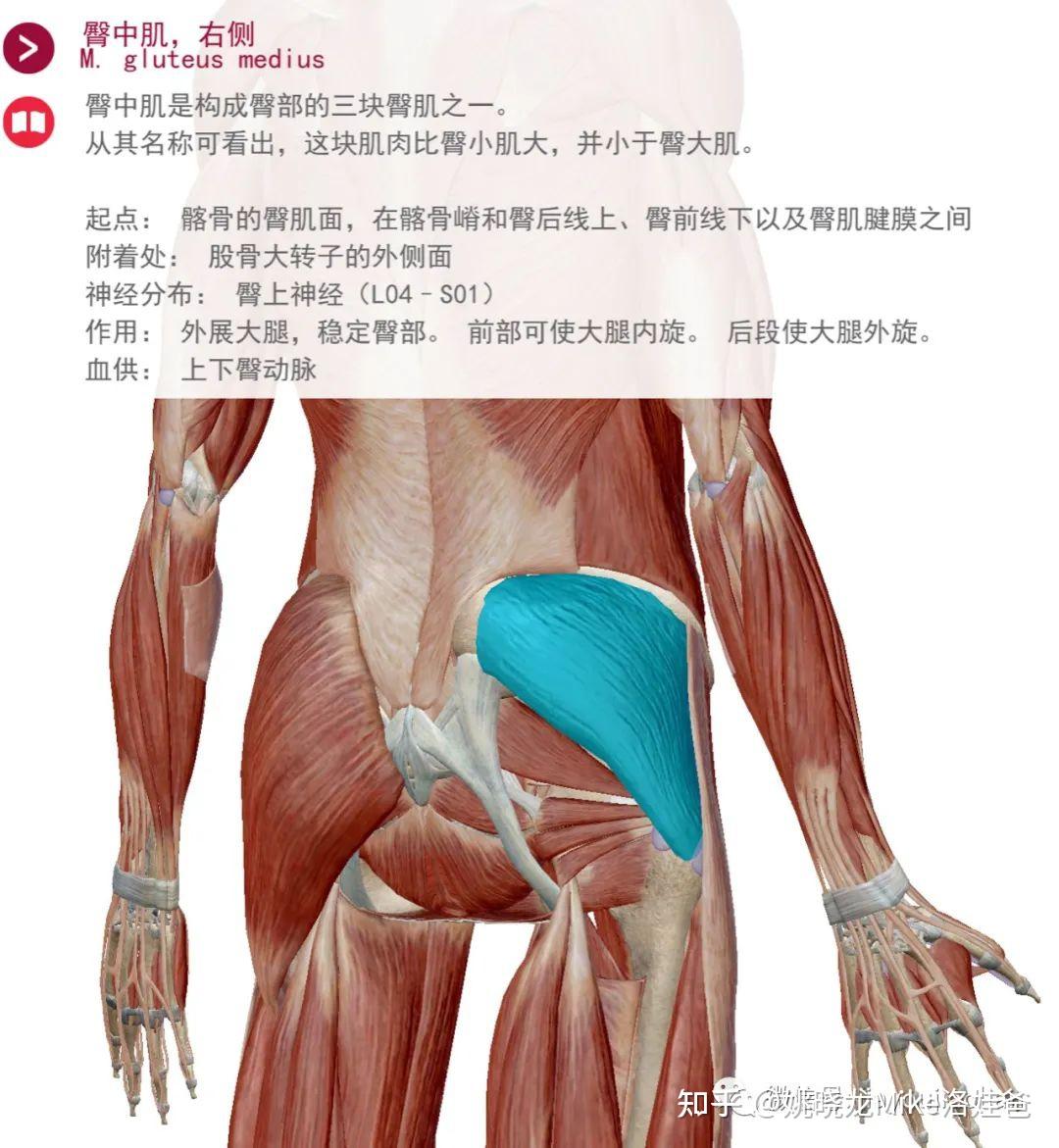 臀中肌和臀大肌位置图片