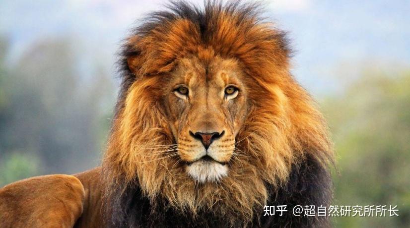 地球上战斗力最强的生物是什么?狮子只能排到第十名! - 知乎