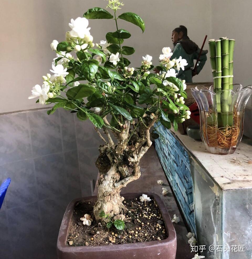 老桩茉莉开花更有韵味学会4招你也能养出老桩