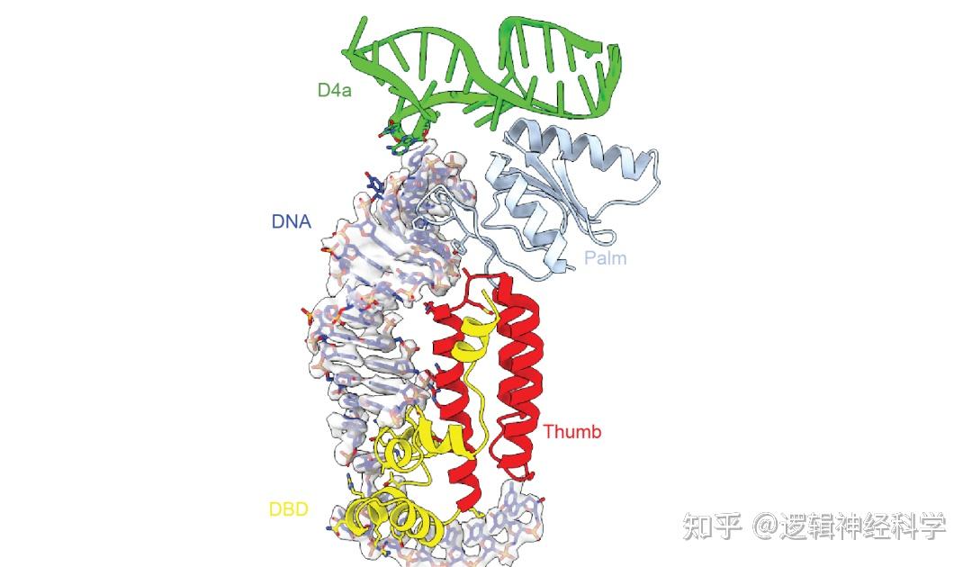 Science︱耶鲁大学科研团队解析了移动内含子逆转录元件结合特定DNA底物的复合物结构 - 知乎