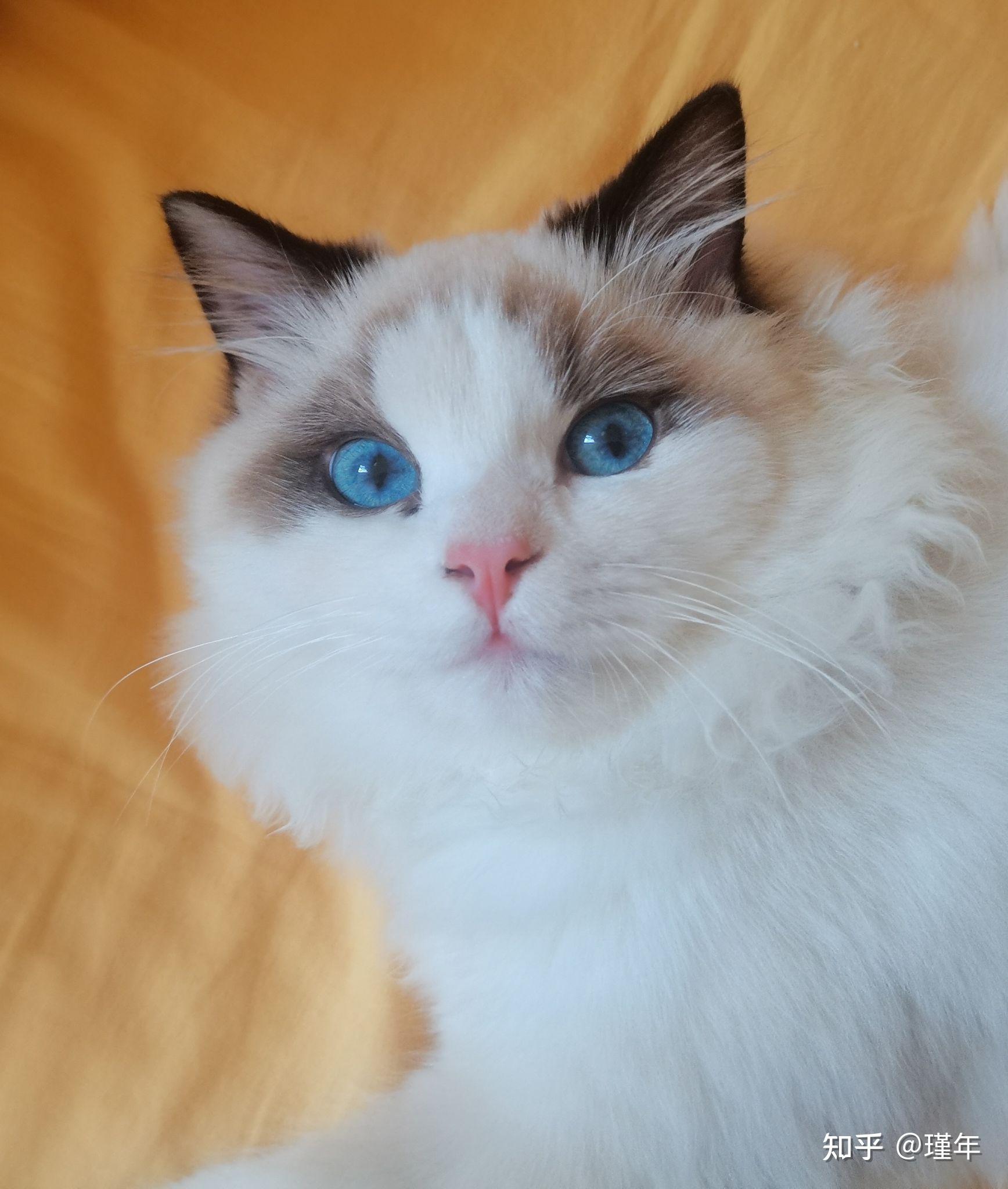 记录一只布偶猫的成长史