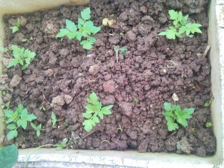 新手种植该怎样选择土壤 知乎 新手种植该怎样选择土壤 知乎