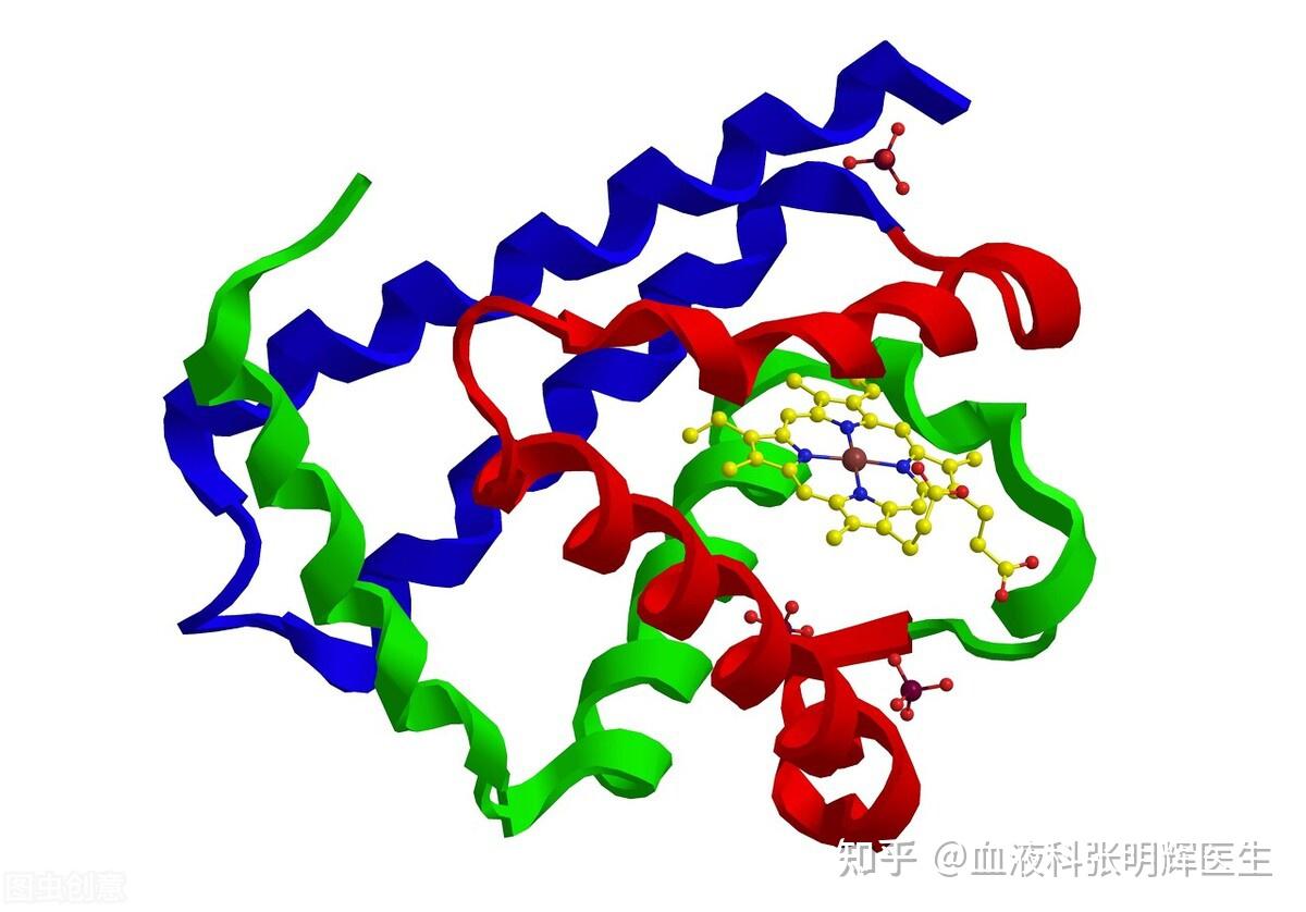 氨基酸肽链图片