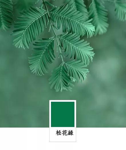 天煦松花绿绿荷莹莹