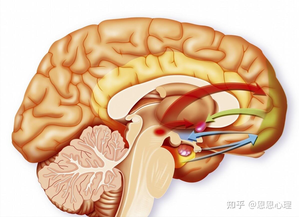 杏仁核体积异常