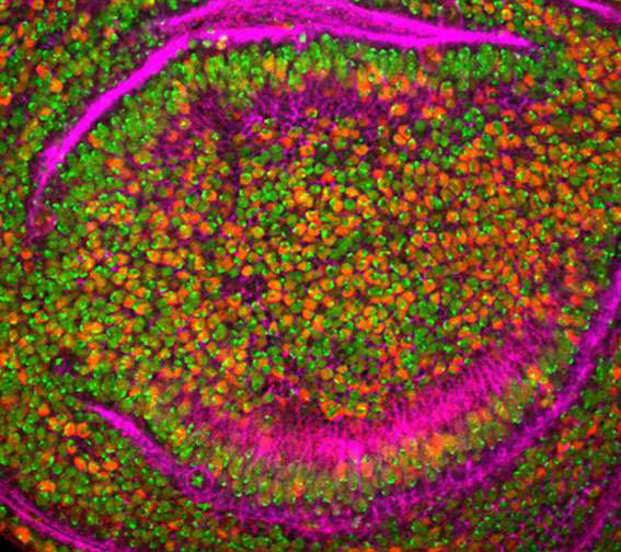 2021年化学领域十大新兴技术13 2021年化学领域十大新兴技术