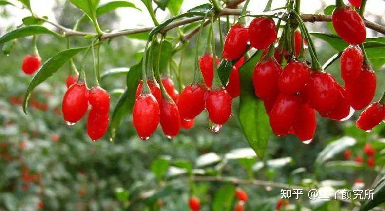 枸杞子的功效与作用,枸杞子养生食疗法盘点! - 知乎