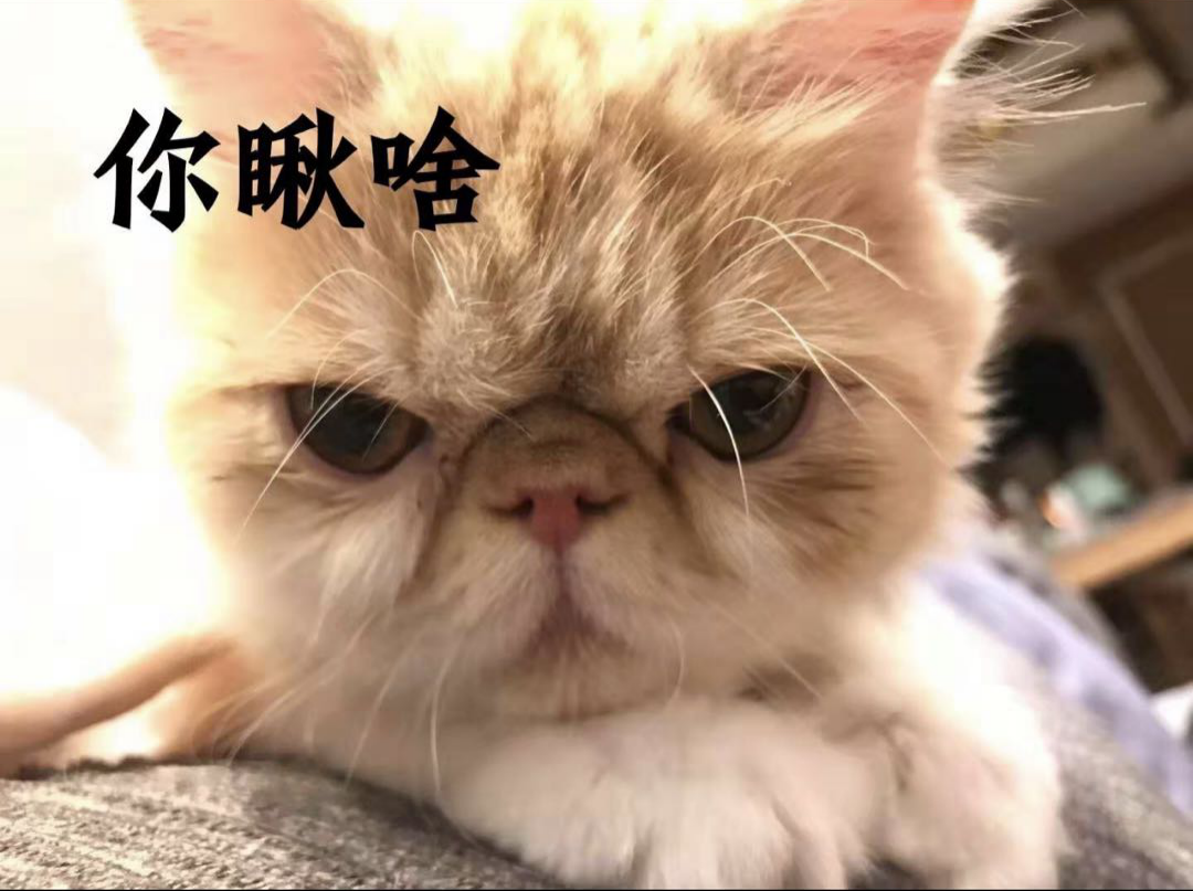 我经历的猫传腹和441 知乎