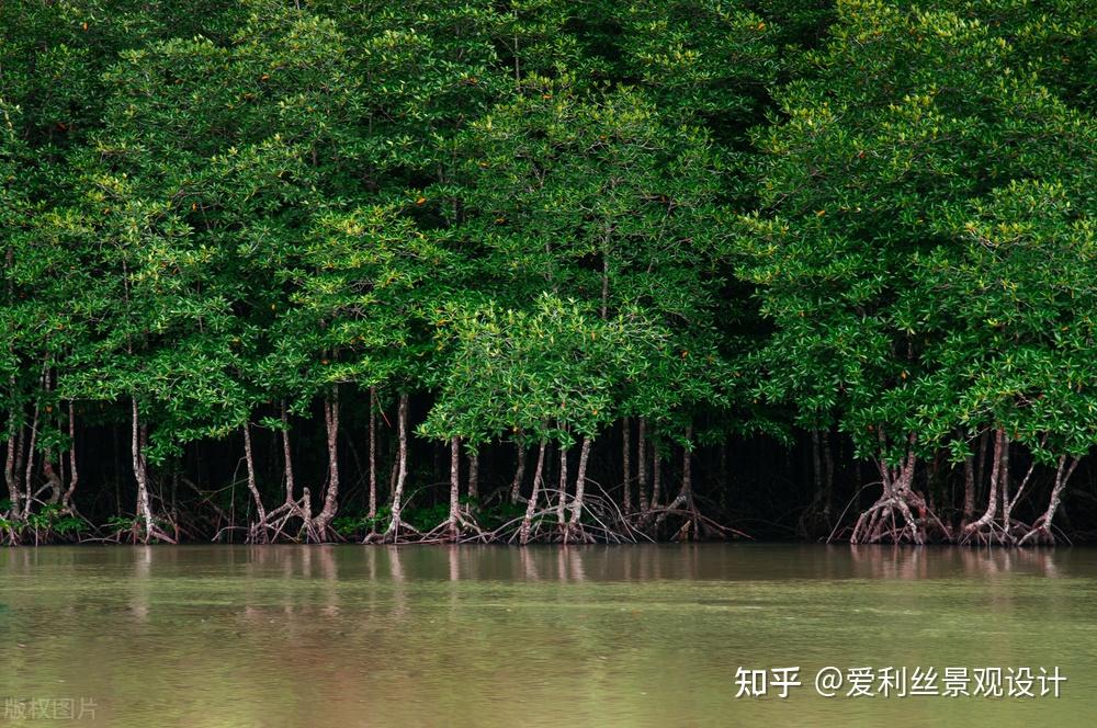 知识分享：红树林，海岸卫士，建立红树林生态系统 - 知乎