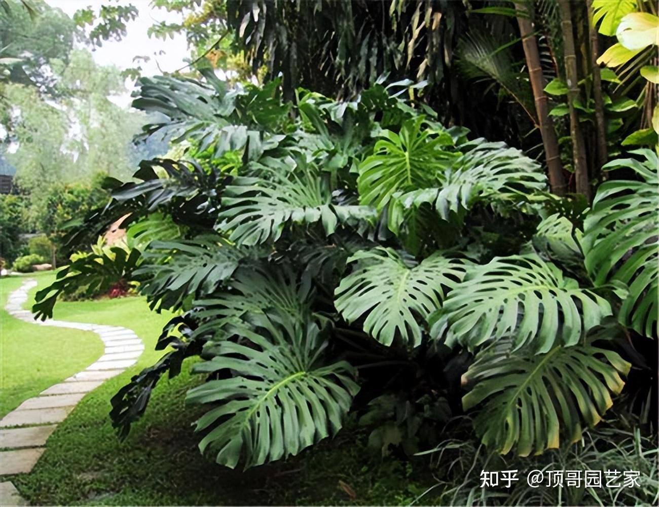 一种很常见的观叶植物,常用于室内盆栽种植,也可以在南方地区庭院种植