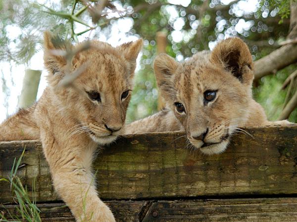 走走旅行zouzoutravel小知识盘点英国最受欢迎八大动物园
