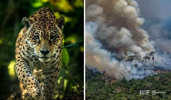 com/2019/08/23/americas/amazon-wildfires-411/index.