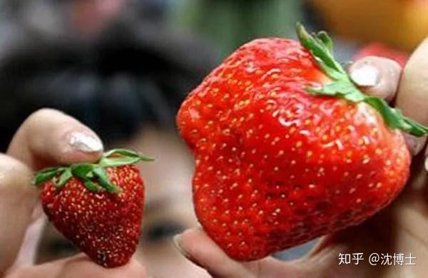 多倍体草莓更甜图片