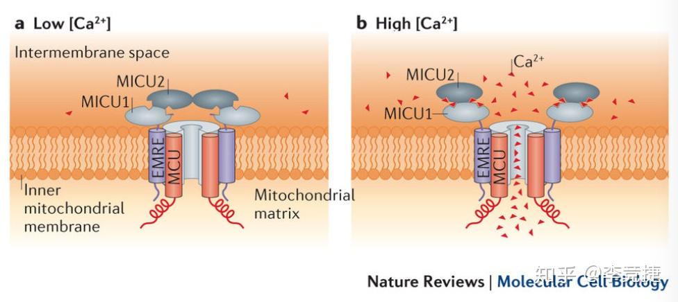 calcium entry),打開細胞膜上的鈣通道,補充鈣