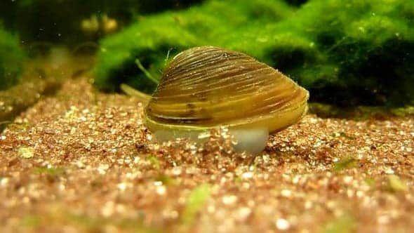 生物过滤器黄金蚬，有什么理由不来几只呢？【睡前软体动物学145】 - 知乎