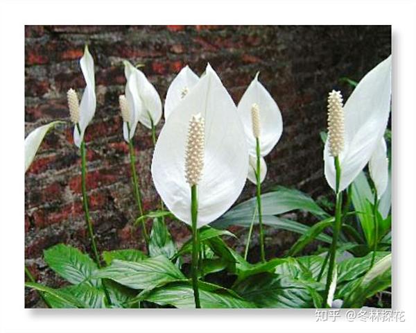 6月15日的生辰花 白掌花 知乎