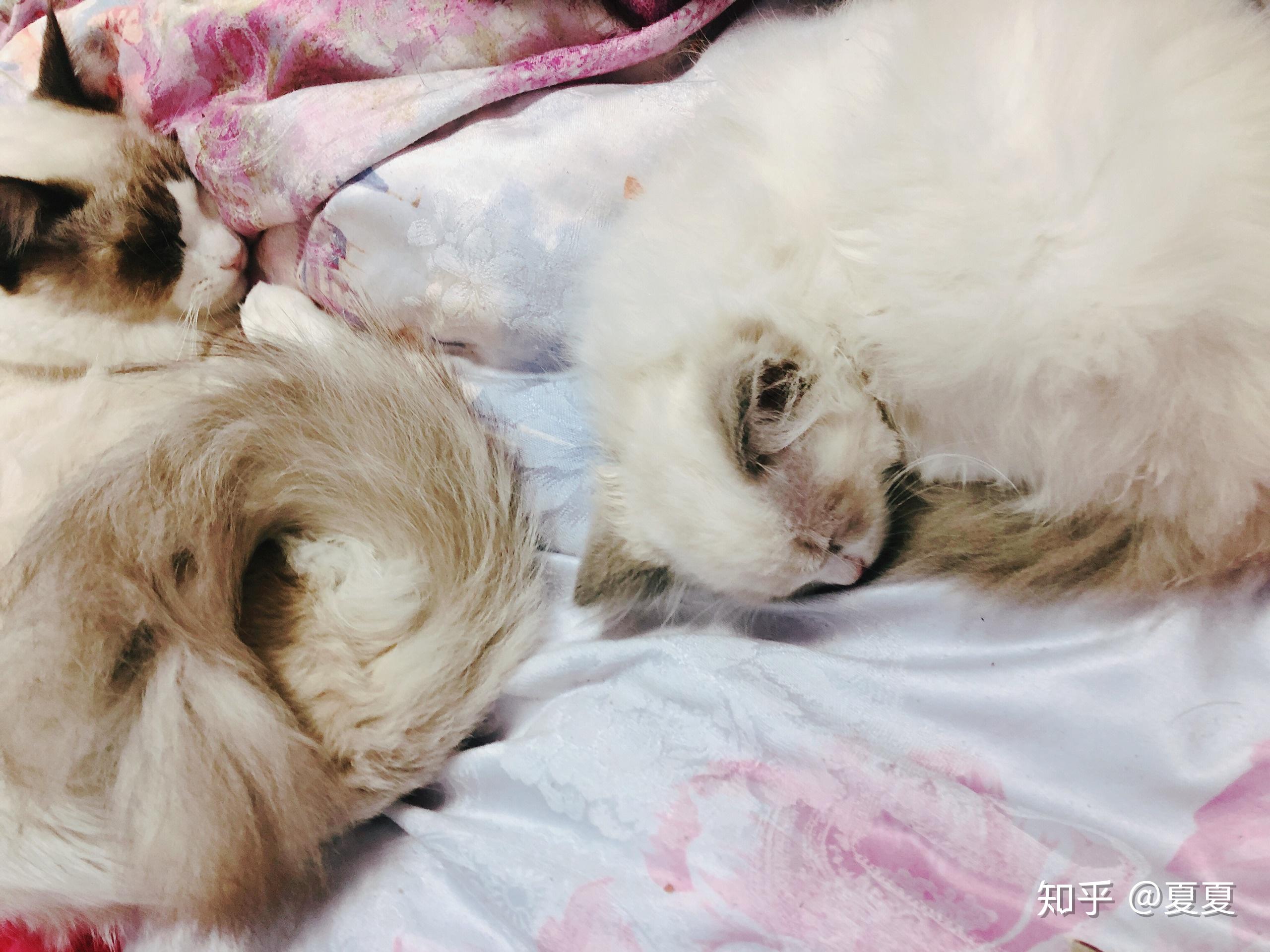 我没太在意,因为大猫在小的刚拿回来也是打喷嚏,我就一直喷着马克西金