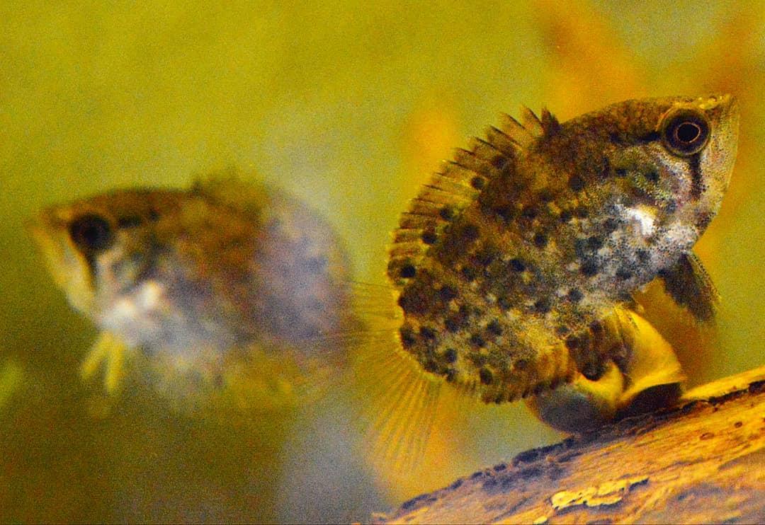 水下的拟态藏匿高手,落叶丛中的伏击者,枯叶虎