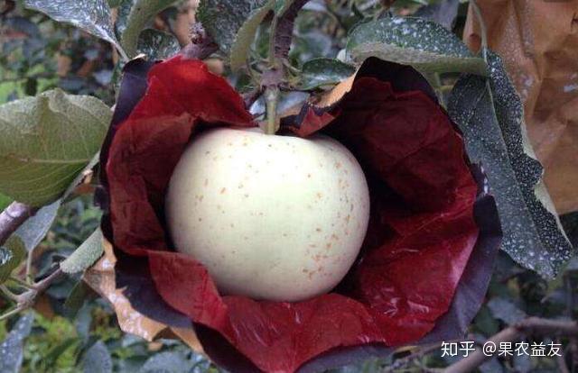 苹果好吃卖不上价问题可能出在是否好看上关键如何才能好看呢