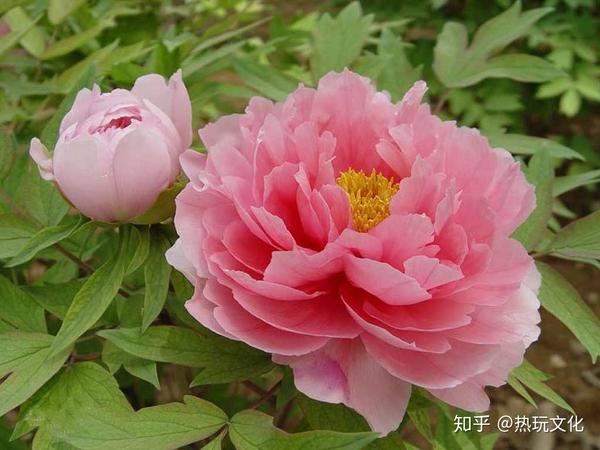不丹国花的花语 国花牡丹象征什么寓意 牡丹代表什么象征意义 不丹国花的花语 国花牡丹象征什么寓意 牡丹代表什么象征意义