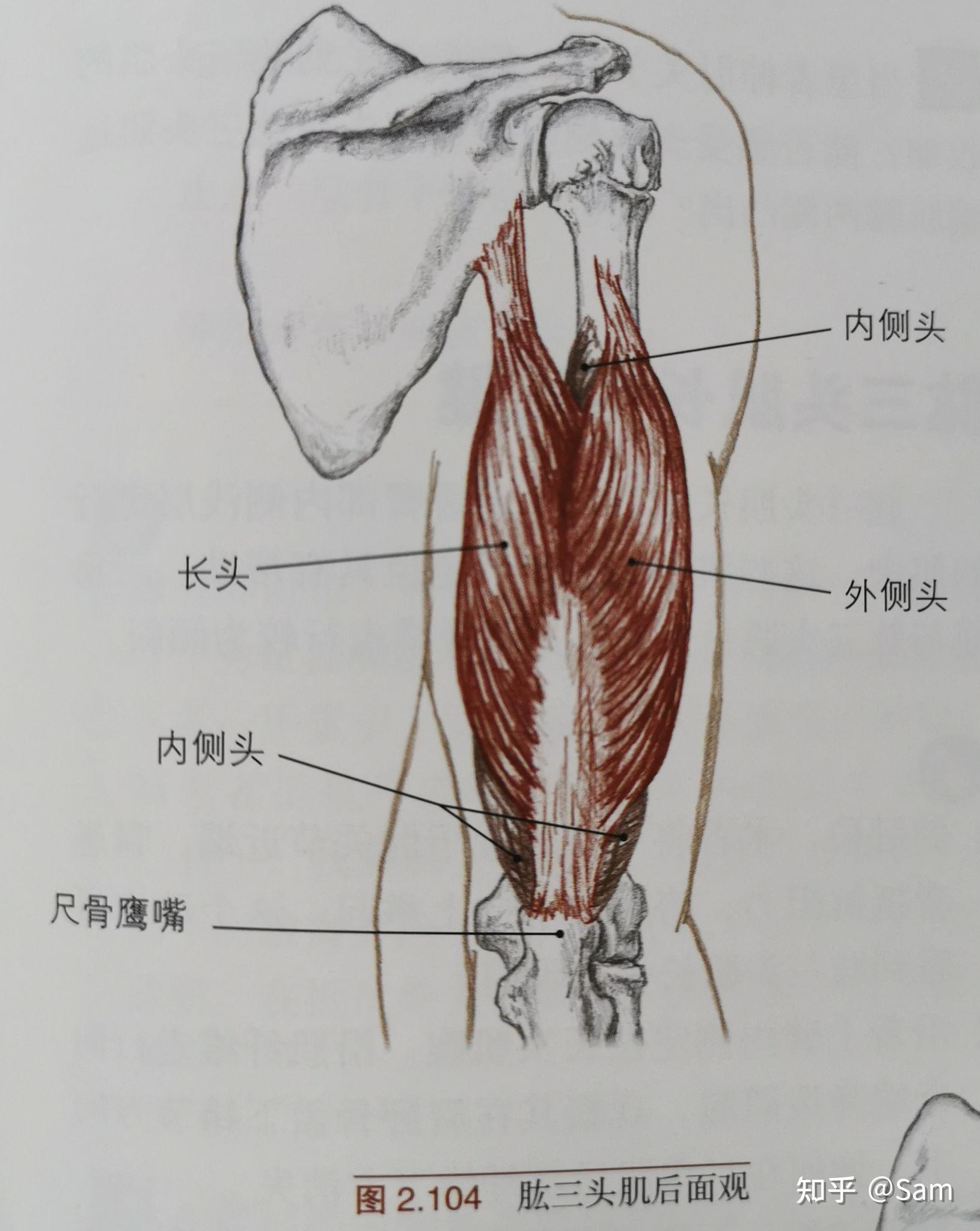 肩关节周围的骨骼肌肉 - 知乎