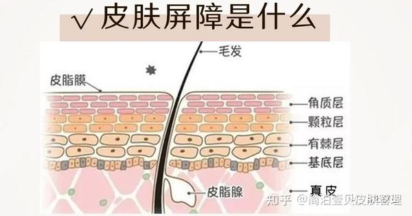 什么是皮肤屏障？屏障损坏以后，会发生什么情况呢？ - 知乎
