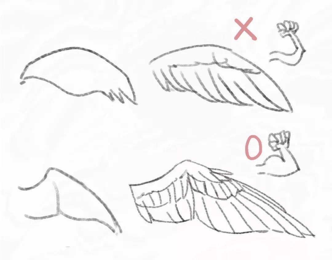 小鸟画翅膀图片