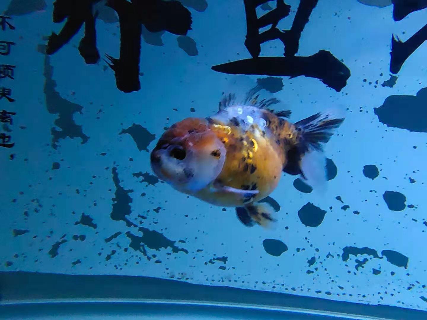 脑袋大无背鳍这样的金鱼沉头栽头经常发生如何解决