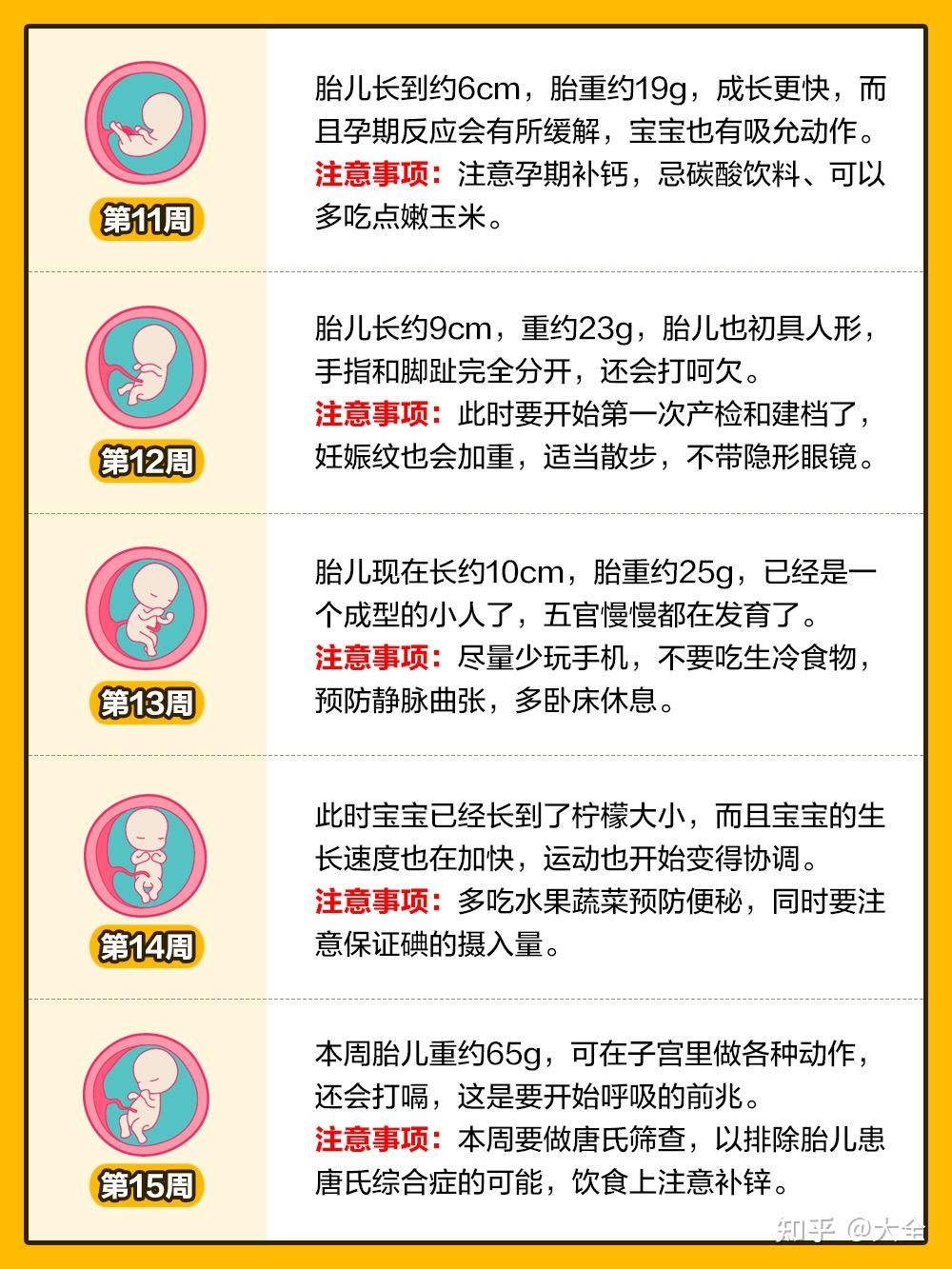 孕期1-40周|胎儿发育全过程变化和B超单解读! - 知乎
