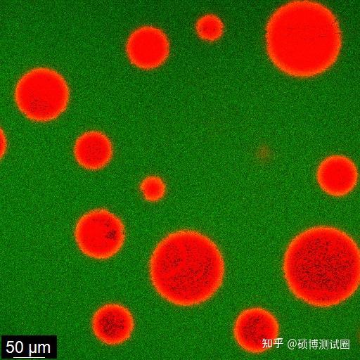一文读懂激光共聚焦显微镜(lscm)!