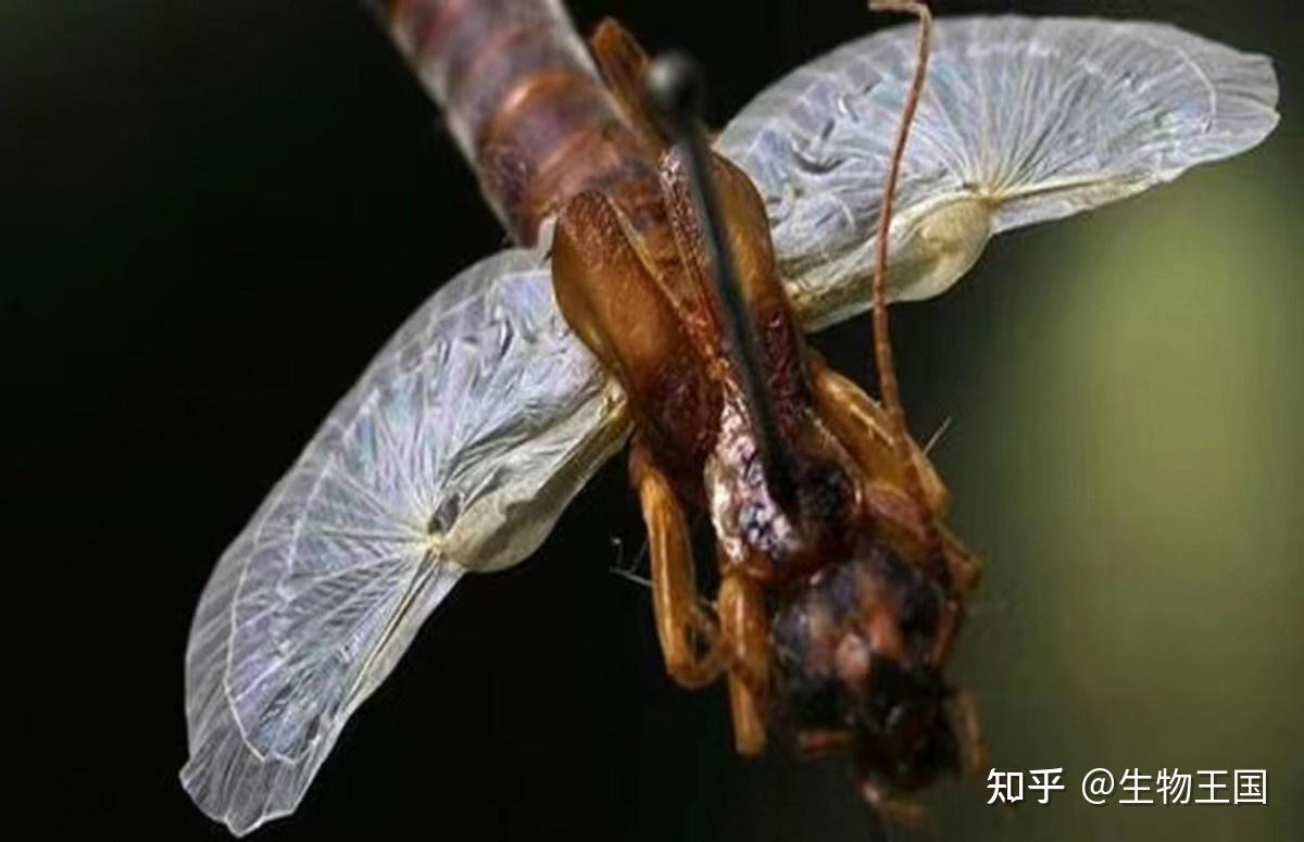 最护犊子的生物“火夹子”——蠼螋:生命中最后一件事是照顾小孩 - 知乎