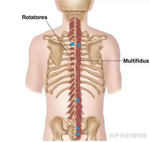 腰痛康复不能不认识多裂肌 知乎