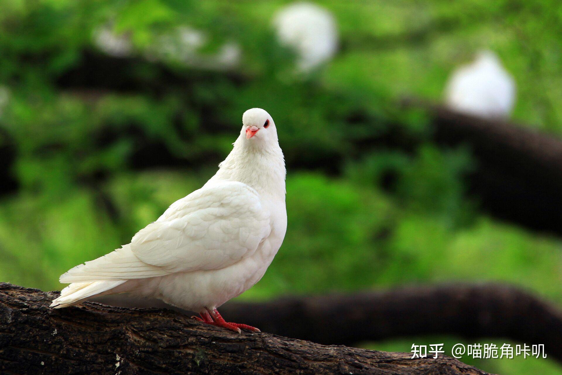 鸽子拉稀是什么原因造成的