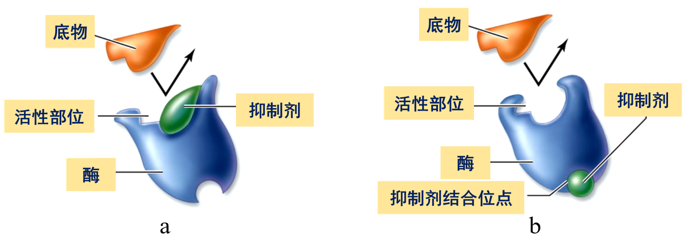 酶的反馈抑制 - 知乎