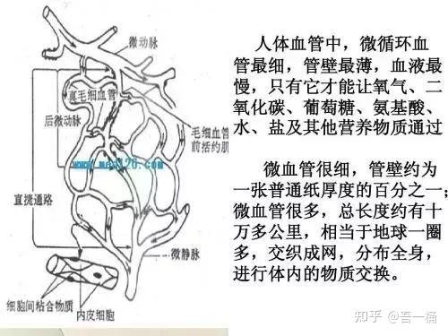 微血流紊乱示意图解析图片