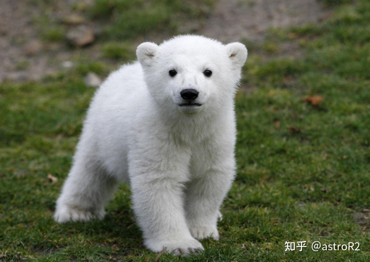 趣谈 / cute北极熊表情包