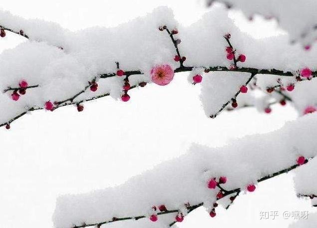 关于雪你知道有哪些形容它的美诗吗